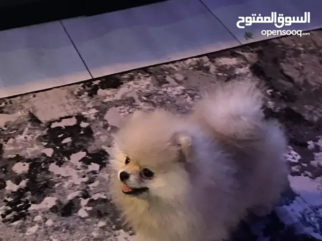 كلب بورمينان ذكر عمره 5 شهور Pomeranian