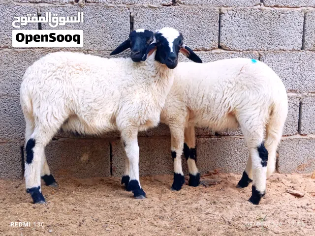 حولي اوحوليا تبارك الرحمن