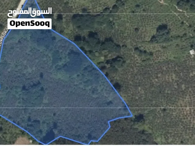 17,000 m2 Hazelnut Garden for Sale in Ordu, Kabadüz – Yukarı Kirazdere