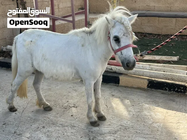فرس بوني للبيع