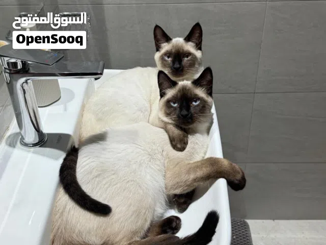 2 Male Siamese Cats (Brothers)