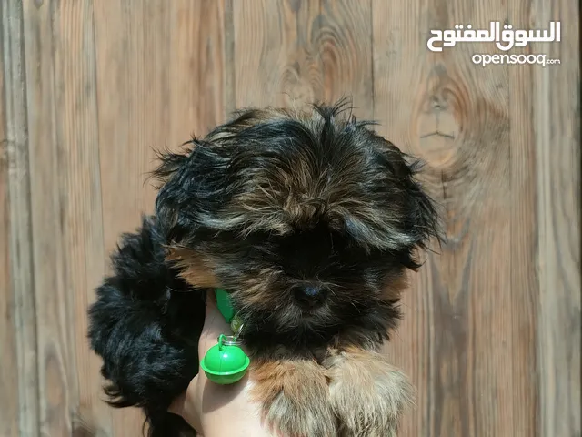 ميني يورك شاير والد