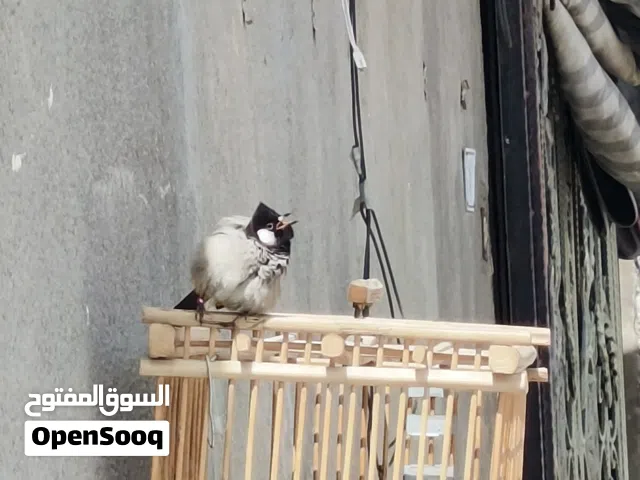 سلام عليكم بلبل ماس فول تغريد ولعب وبي هواي لغات وحده منهن مقتدى الصدر مفهومه مكاني البصرة القبله