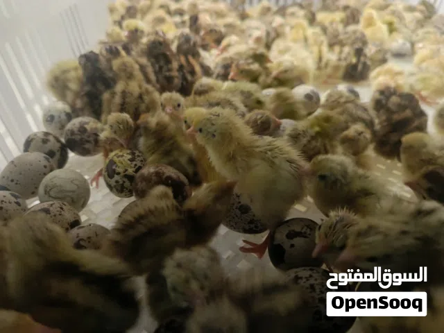 التواصل معي فقط ع الواتس الاستماره تحت