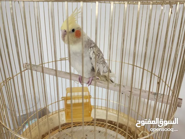 كوكتيل للبيع مع الفقص