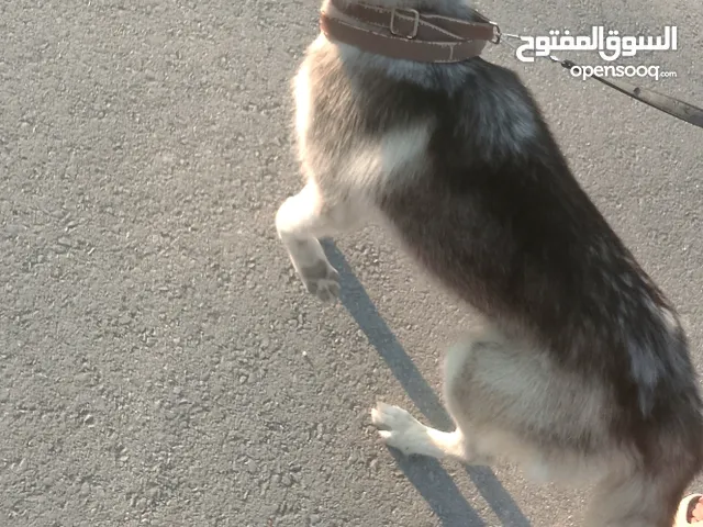 هاسكي عين بعين 390د