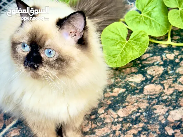 قطة هملايا لعوبة واليفة
