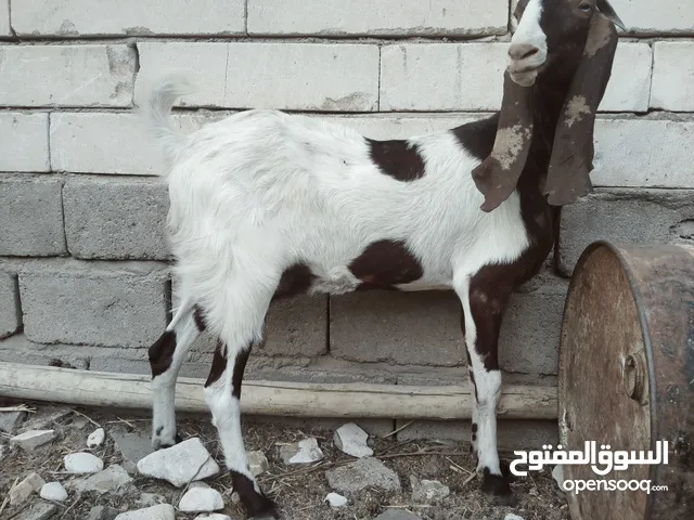 سلام عليكم ماعز للبيع