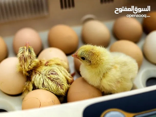 روس 308 وكوب 500 فراخ دجاج التسمين وبيض التفريخ