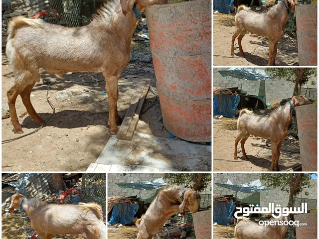 انا من البيع في عصير تايس للبيع 150,000