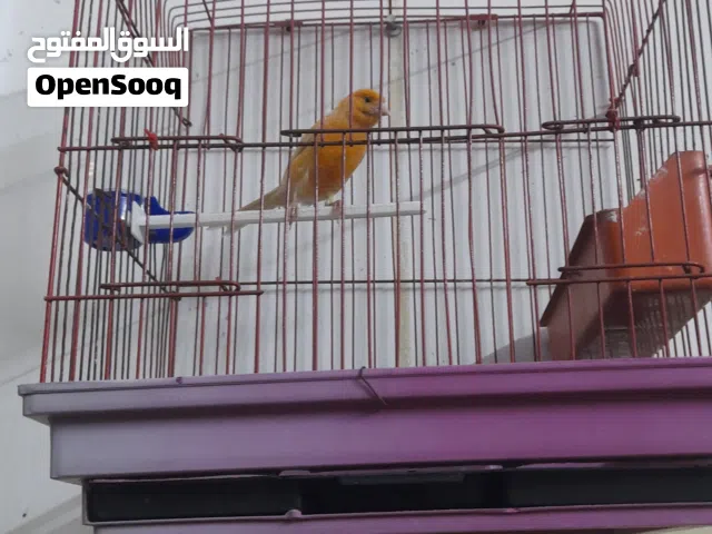 عصفور كنار ذكر صلات النبي عليه تغريد نار