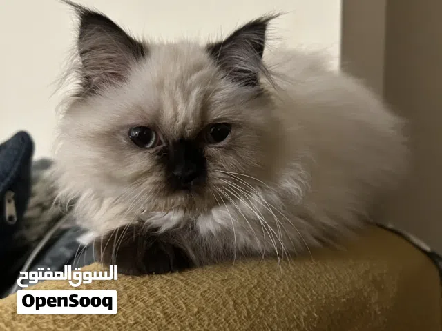 Himalayan-Ragdoll Kitten