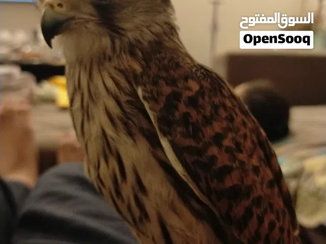 مطلوب شرياص