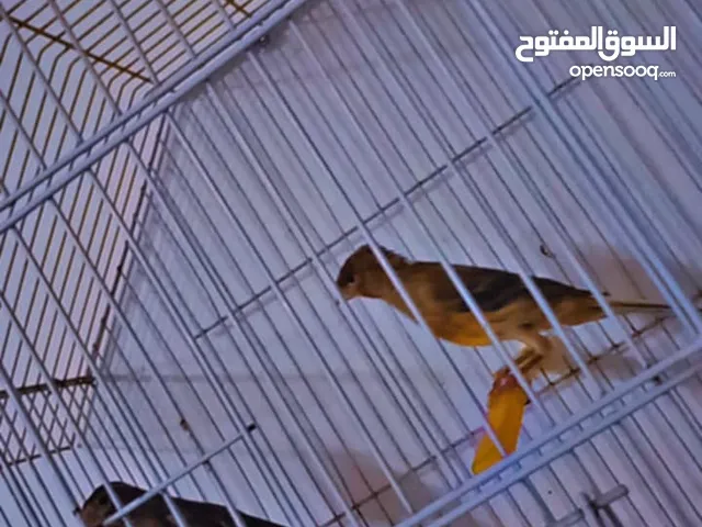 طيره كنار ثلاث فحول شغالات