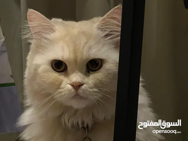 قطه للتبني / cat for adoption