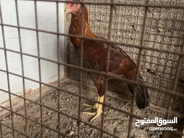 ديك باكستاني وطيور اقرا الوصف