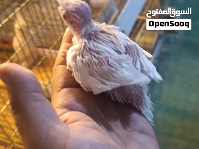متاح افراخ كوكتيل البينو عيون حمر انتاج عراقي