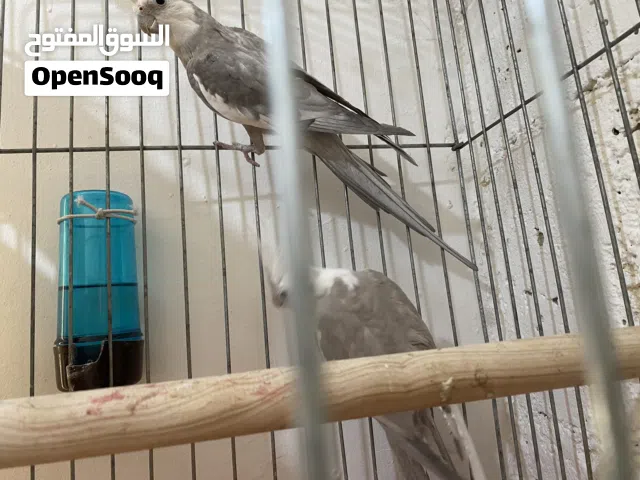 جوز كوكتيل وايت فيس منتج للبيع