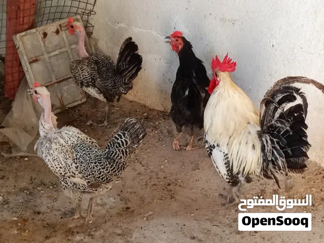 ديج برانكز معه دجاجتبن فيومي ابو ركيبه المصري ودجاجه كويتيه