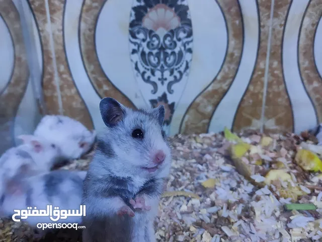 هامستر سوري  شوف الصور يوجد افراخ