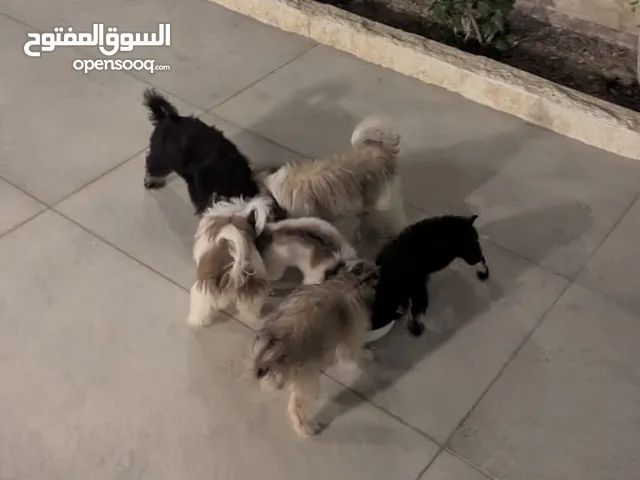 كلاب هافانيز