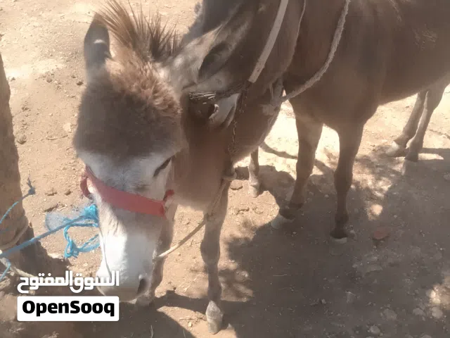 حماره للبيع