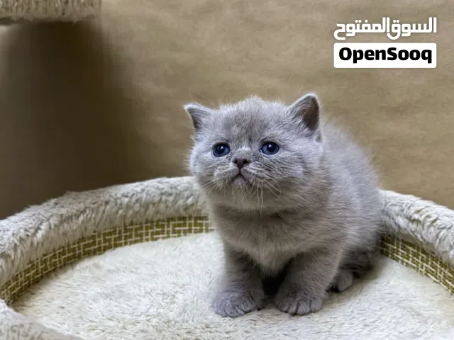 British shorthair kitten