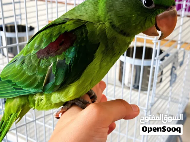 ببغاء كسندرا اليف
