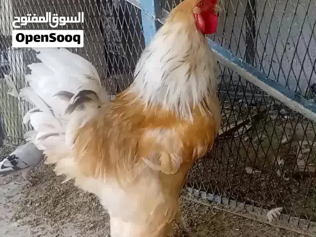 ديك براهمي