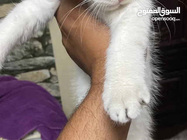 قطط للبيع يوجد لدي ذكران واحد فولد و ثاني ستريت وتوجد لدي انثى ايضا للبيع