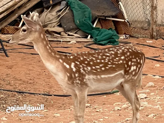 غزال فلوريدا
