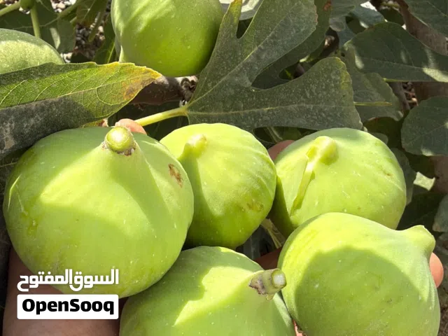 شتلات تين ديانا العسلي ممتاز