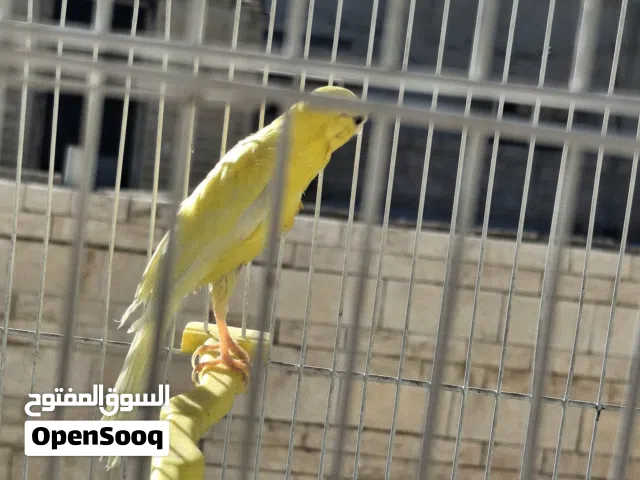 جوز كنار بناديق