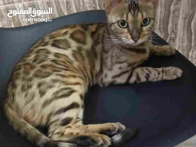 قطط بنغال أنثى وذكر غير معقمين