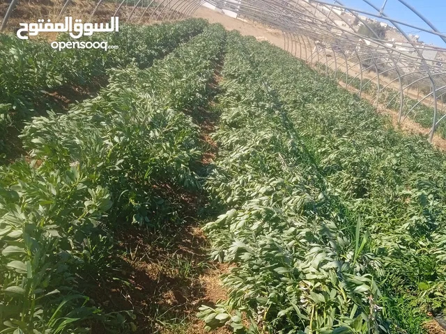 زرعة فول قبرصي للضمان، 5 بيوت بلاستيكية، طول 50 متر، العدد تقريبا 7000 شتلة