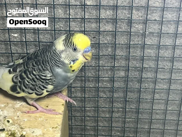 شكريات هنه وبناتهن