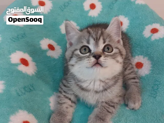British shorthair kittens, male and female, 2 months old