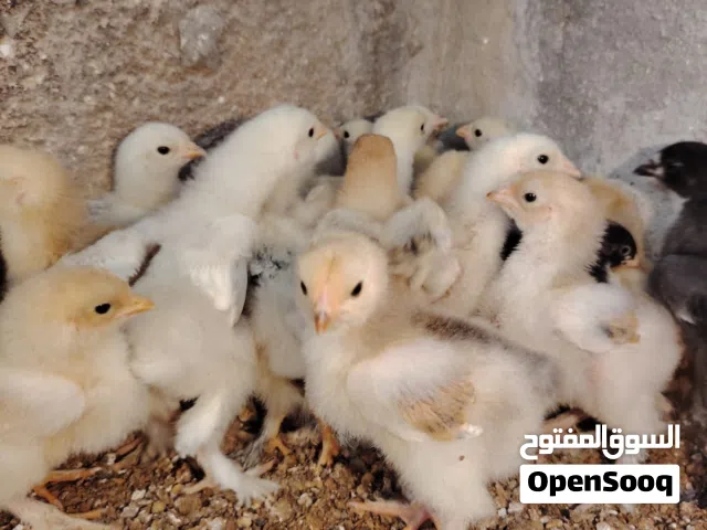 صيصان براهما بف جامبو