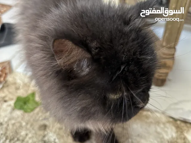 قطه للبيع جميله اسود مع رمادي وعيون اصفر