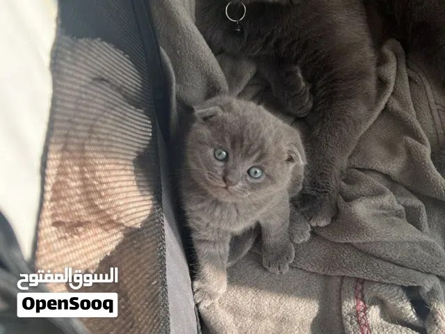 10 ر فقط - للتزاوج قط ذكر- سكوتش ستريت - فرصة لإنتاج سلالة جميله/ التواصل عالوتس / اقرأ الملاحظه.