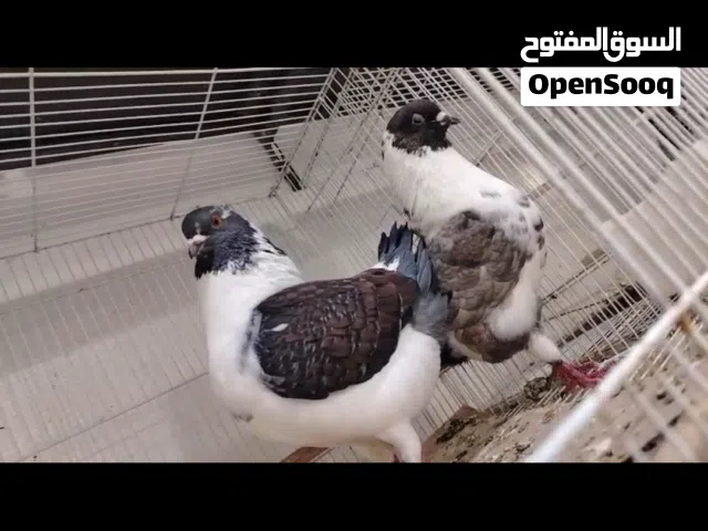 حقم مدينه زوج مضمون