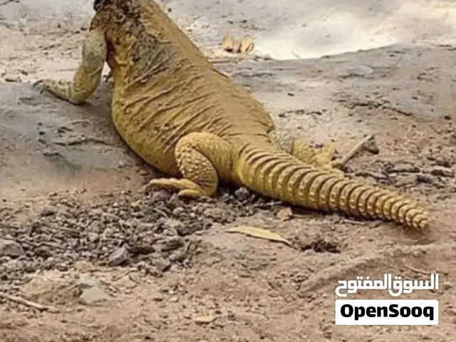 الظب المصري
