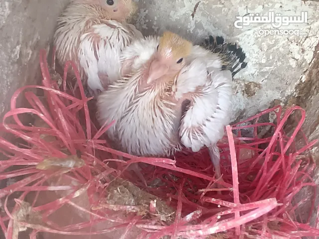 حمام هزاز وصللات عنبي