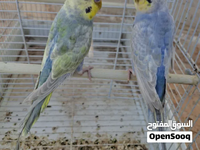 2 دكورة انتاج