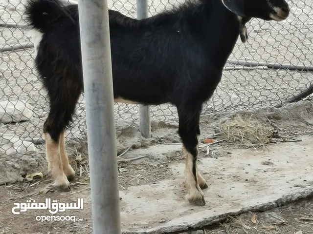 تيس حو تربية جبلية