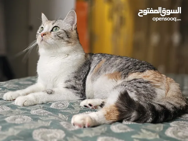 Friendly female cat, litter trained