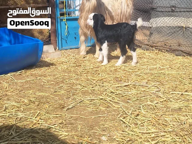 للبيع شاه من حلال الرحوب تحتها تيس رويان حليب ماشاءالله تبارك الرحمن