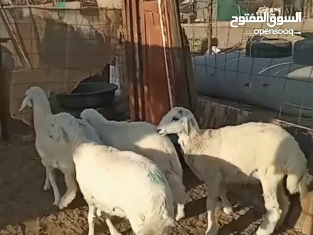 4طليان سمينه للبيع