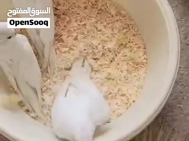 كوكتيل البيتو تبزير عراقي