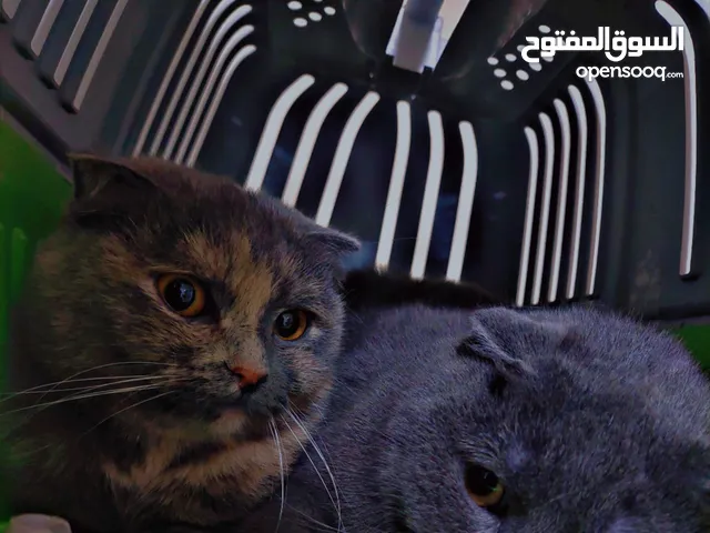 قط بريطاني قضيه الشعر